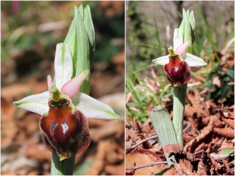 Ophrys crabronifera & Ophrys holosericea sp. � Monti Lucretili  (Roma).
